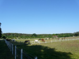 Reiterurlaub - große Weide - Lüneburger Heide