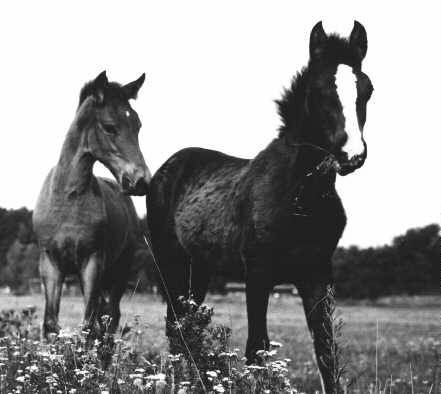 2fohlen.jpg (20796 Byte)