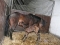 fohlen-mable-2010-b6001-300x225
