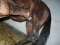 fohlen-mable-2010-h-300x225