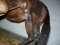 fohlen-mable-2010-i-300x225